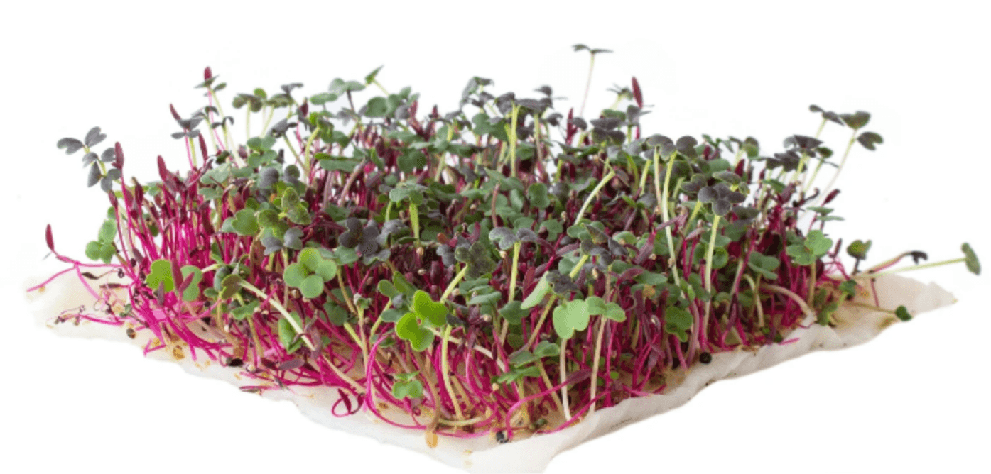 Default alternative text describing the image.