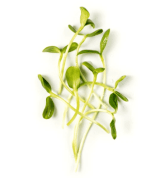 Default alternative text describing the image.