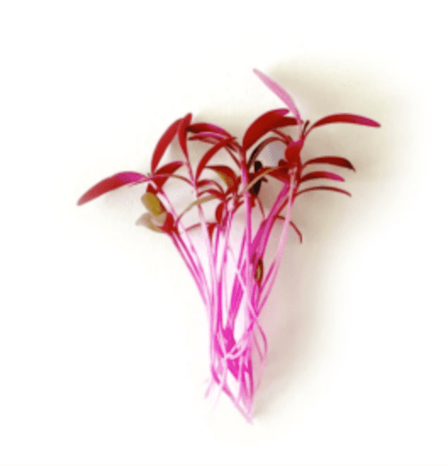 Default alternative text describing the image.