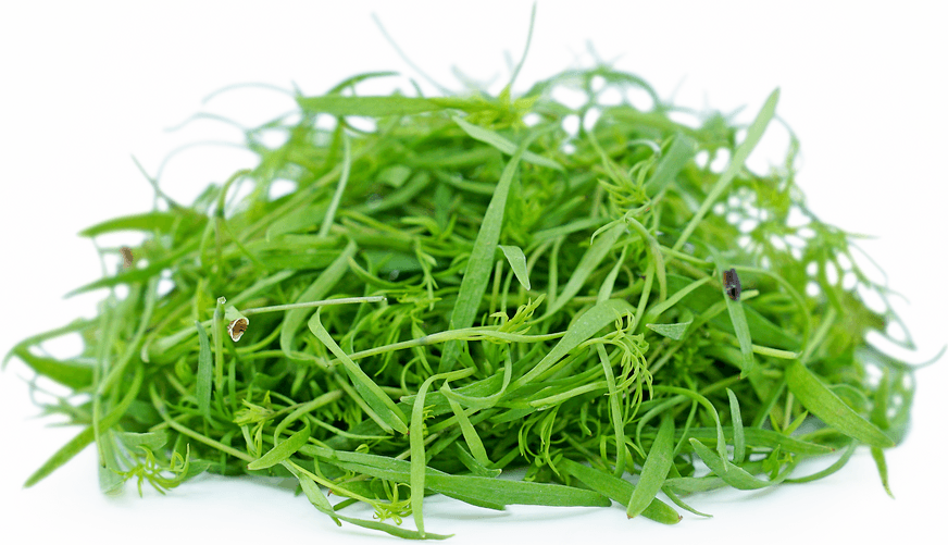 Default alternative text describing the image.