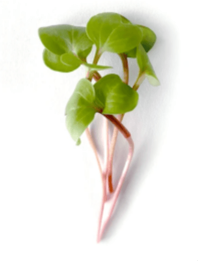 Default alternative text describing the image.